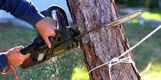 Best Tree Trimming and Pruning  in West Clarkston Highland, WA