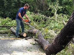 Trusted West Clarkston Highland, WA Tree Care Services Experts