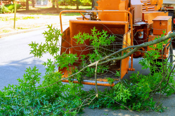 Best Tree and Shrub Care  in West Clarkston Highland, WA