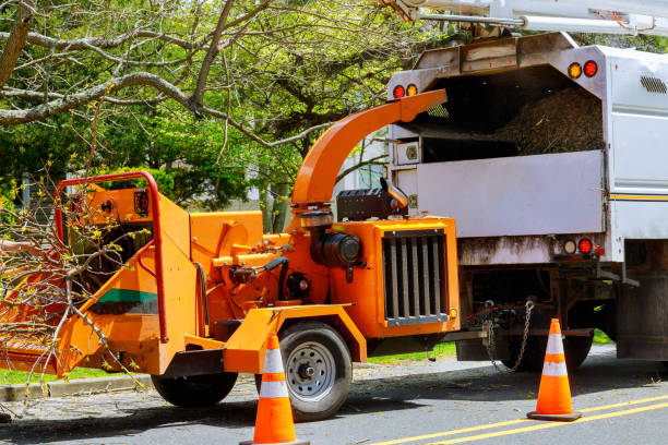 Best Seasonal Cleanup (Spring/Fall)  in West Clarkston Highland, WA