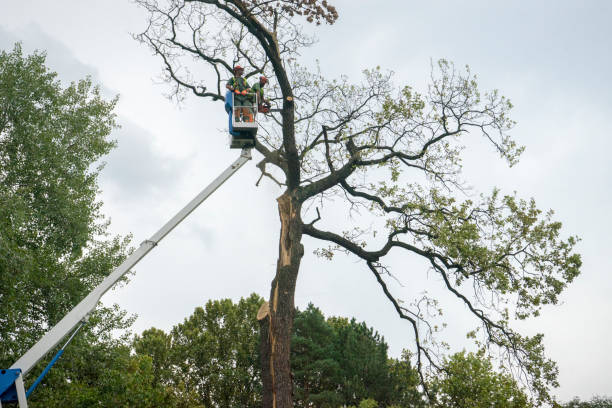 Best Storm Damage Tree Cleanup  in West Clarkston Highland, WA