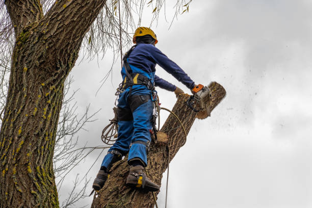 Best Palm Tree Trimming  in West Clarkston Highland, WA