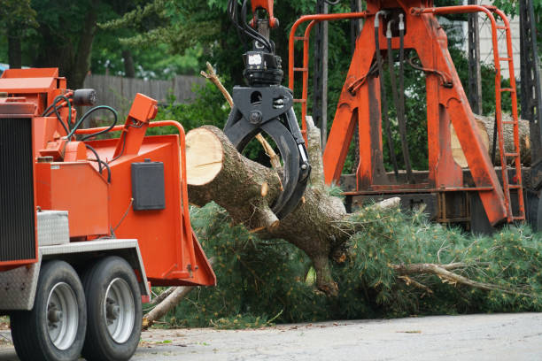 Best Arborist Consultation Services  in West Clarkston Highland, WA