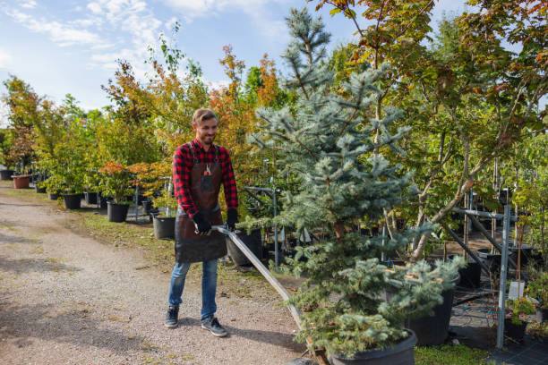  West Clarkston Highland, WA Tree Care Services Pros